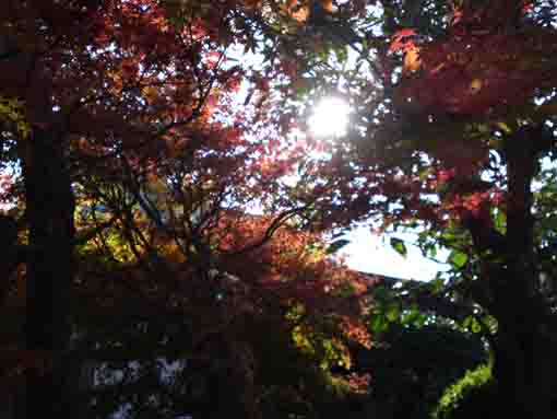 maple leaves in the sun