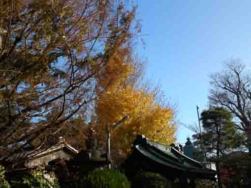 a gingko tree with yellow leaves