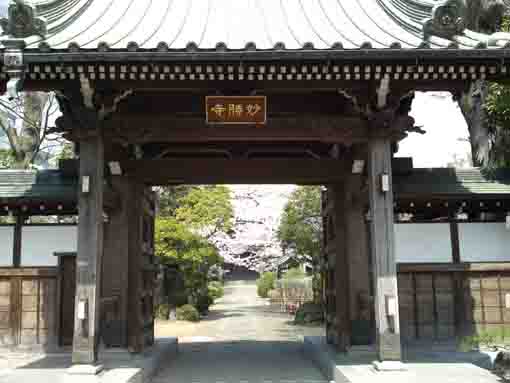 本覚山妙勝寺門からの桜