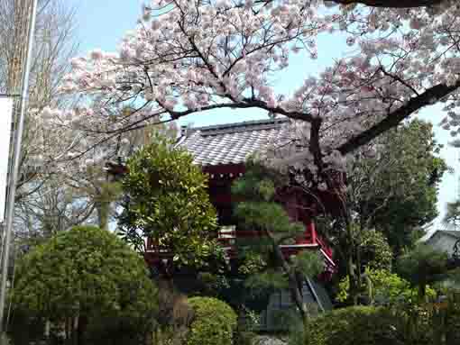 妙勝寺鐘楼堂と桜の木