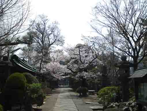 本覚山妙勝寺境内の桜