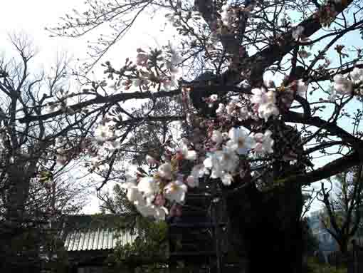 令和2年二之江妙勝寺の桜の開花