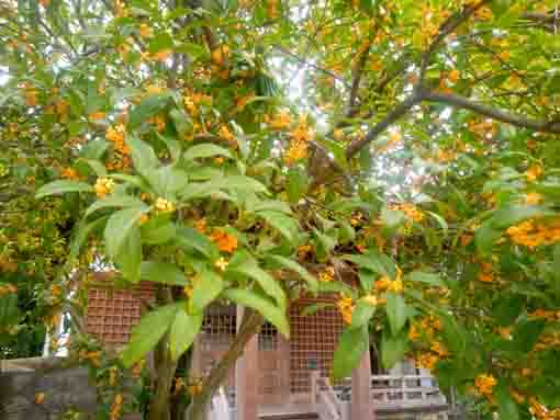 yellow blossoms in Myoshoji Temple