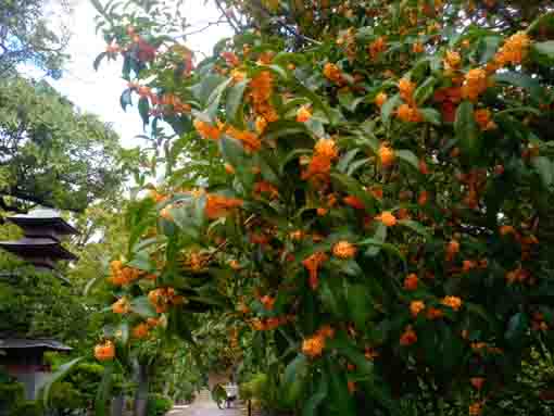 blossoms of fragrant olive and a pagoda