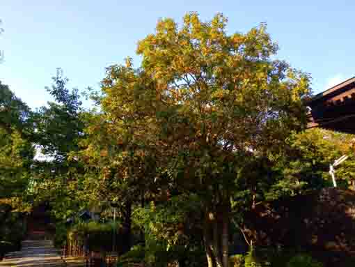 Myoshoji's fragrant olive bloom under the sky