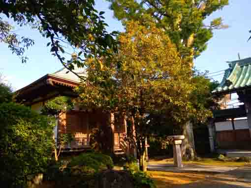 妙勝寺山門と金木犀の花々。