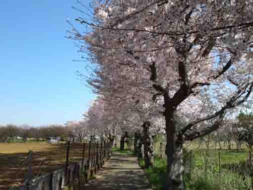 貯水池と畑の間の桜並木