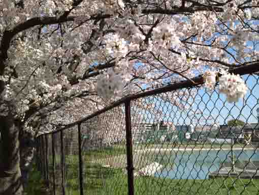 fully blooming cherry blossoms