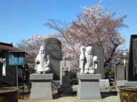 妙正寺の桜と福禄寿像と寿老人像
