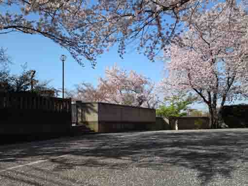 満開の桜と妙正寺駐車場