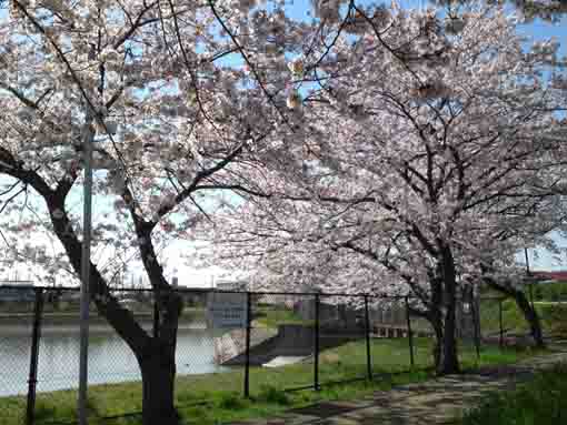 cherry blossoms under the blue sky