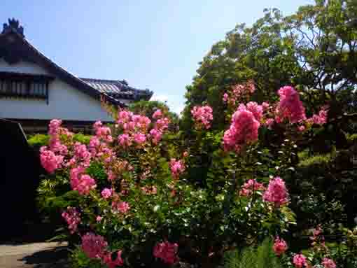 令和３年夏妙勝寺に咲く百日紅の花１