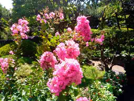 令和３年夏妙勝寺に咲く百日紅の花２