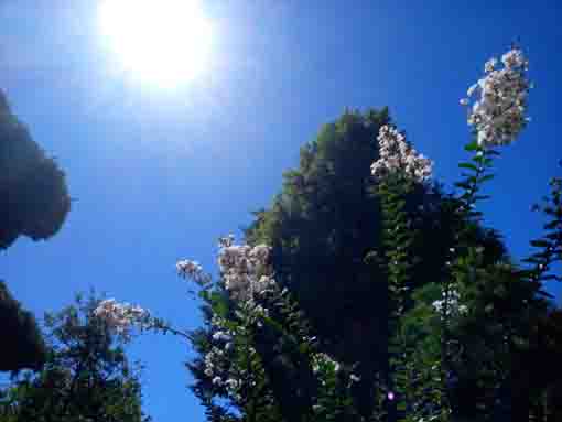 令和３年夏妙勝寺に咲く百日紅の花４