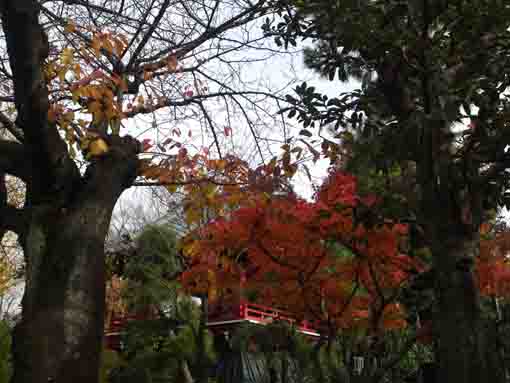 令和元年二之江妙勝寺の秋の風景�A