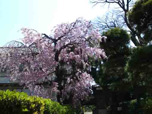 the weeping cherry tree in Myoshoji