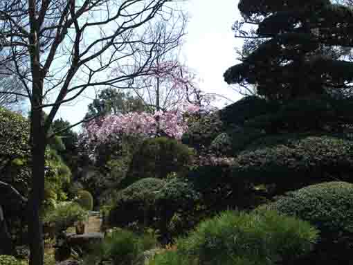 cherry blossoms in the green garden