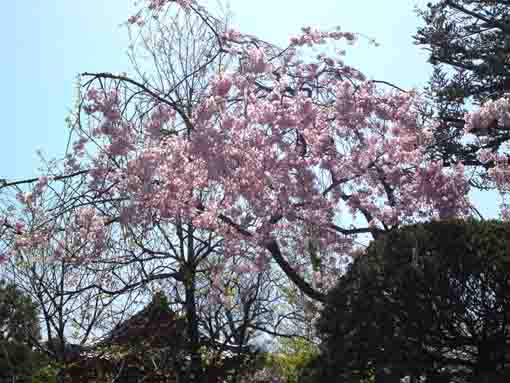 cherry blossoms in blue sky