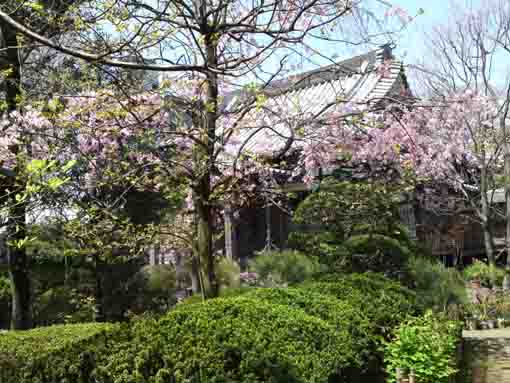 the main hall and cherry blossoms