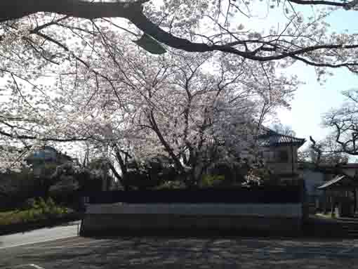 令和２年桜の霊場妙正寺の桜�C