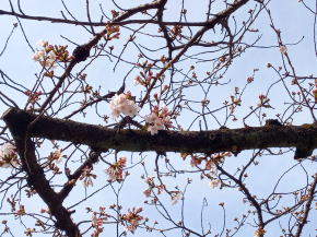 令和３年二之江妙勝寺の桜の開花２