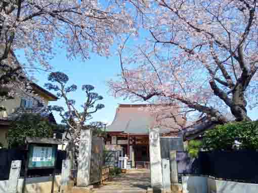 桜の霊場妙正寺に咲く桜の花