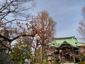 令和３年二之江妙勝寺の桜の開花１