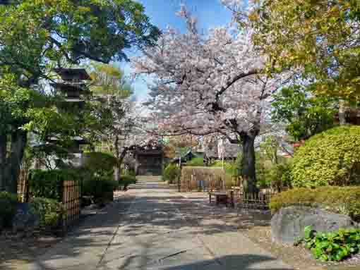 令和３年白幡神社参道に咲く桜の花�@