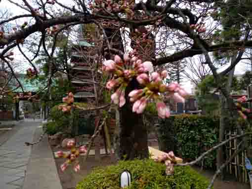 令和４年二之江妙勝寺桜の開花２