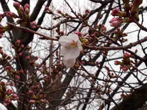 令和４年二之江妙勝寺桜の開花１