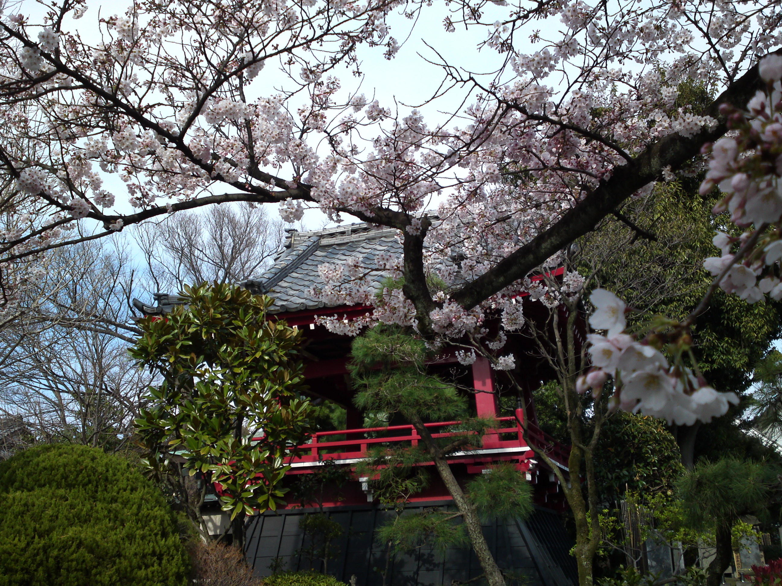 2017年春本覚山妙勝寺に咲く桜の花１