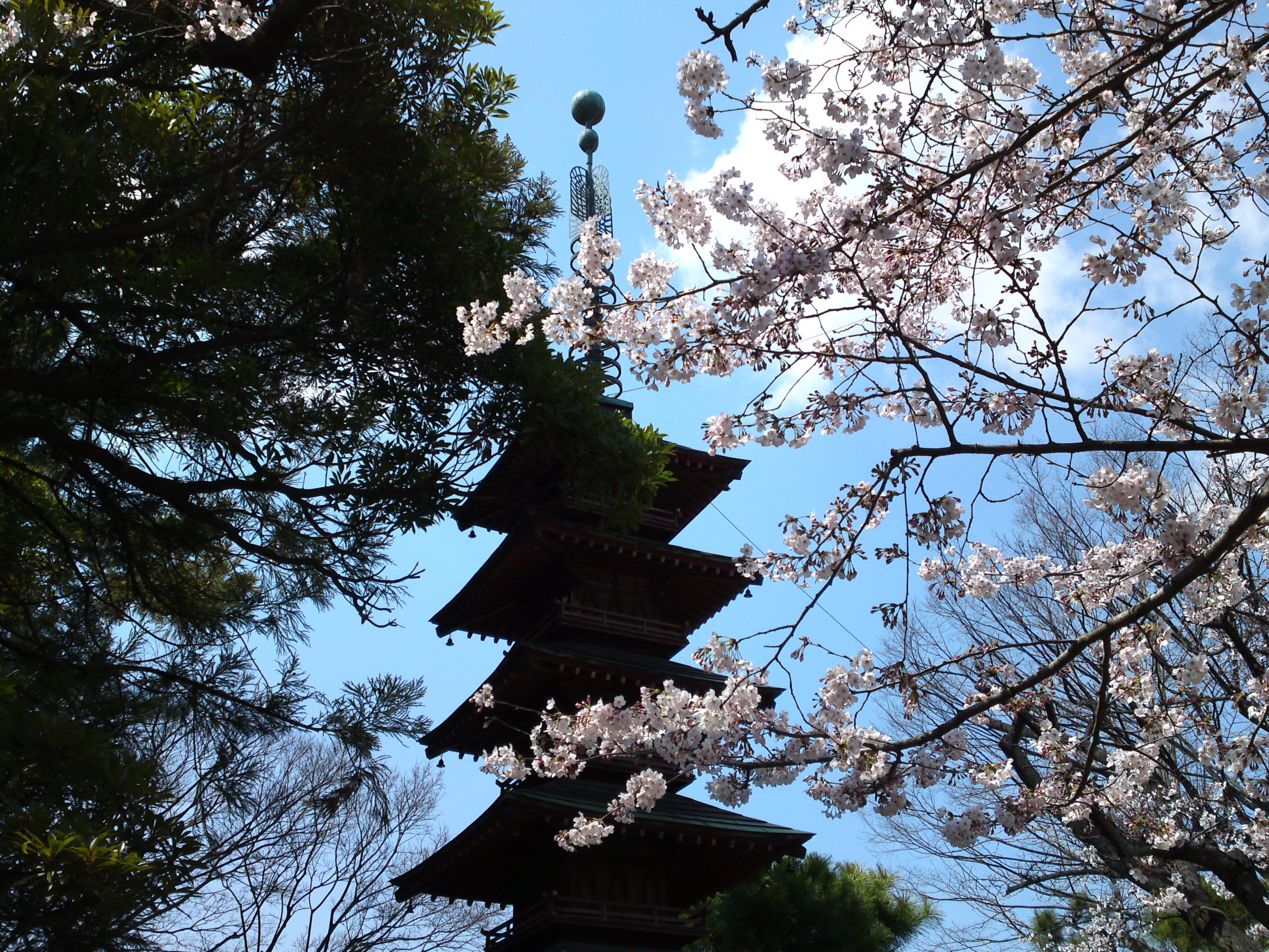 2017年春本覚山妙勝寺に咲く桜の花１０