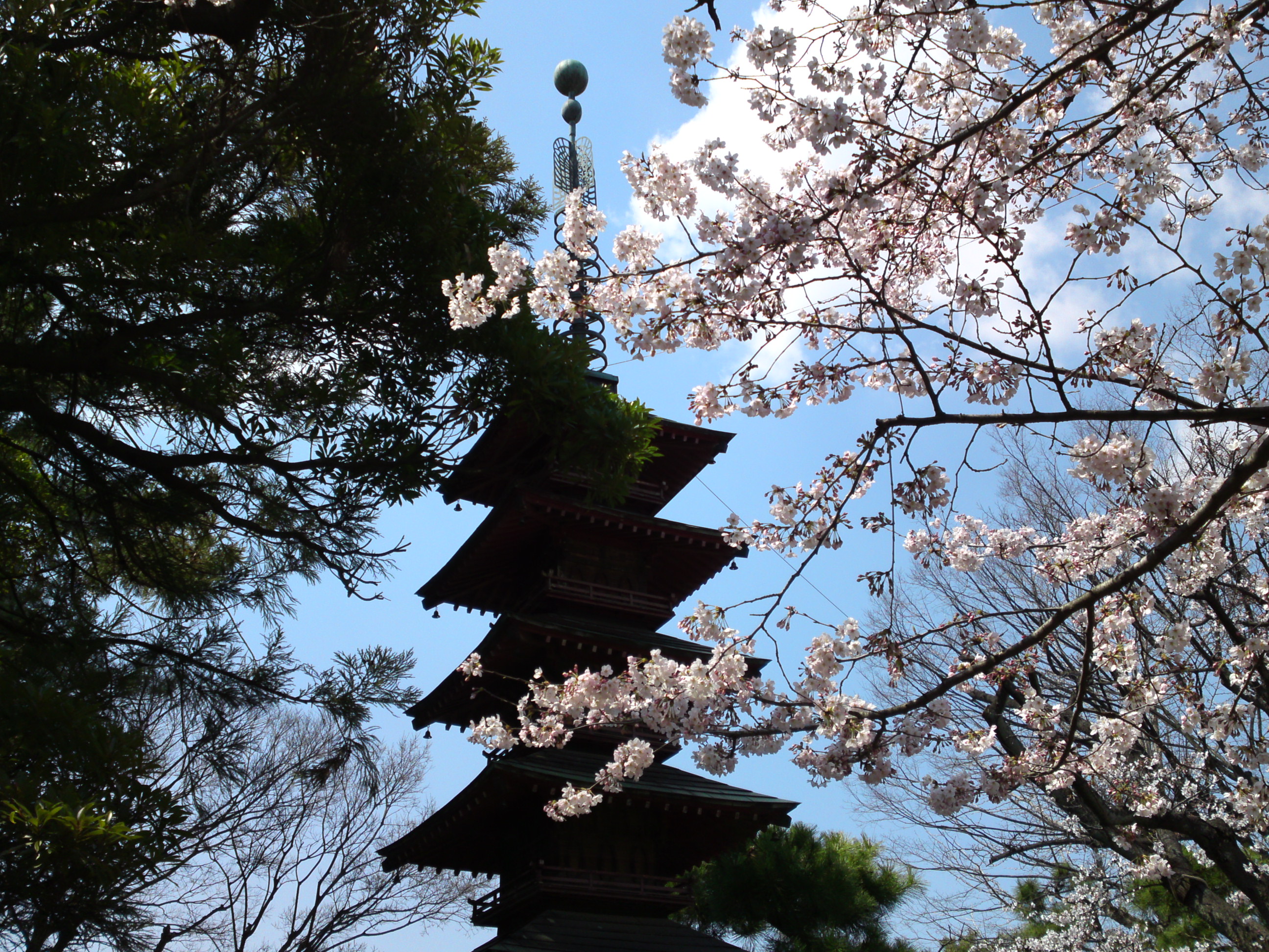2017年春本覚山妙勝寺に咲く桜の花１１