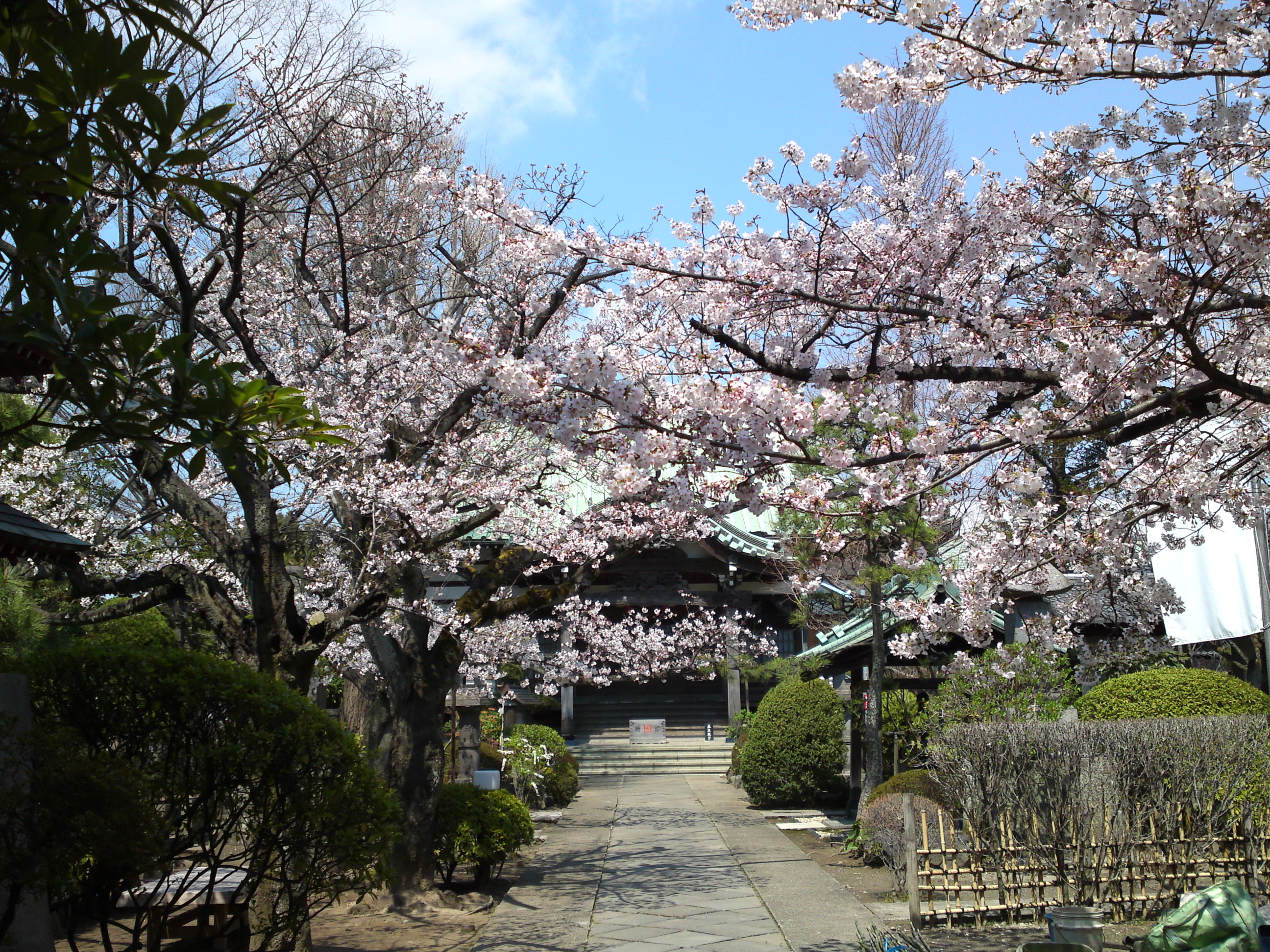 2017年春本覚山妙勝寺に咲く桜の花１２