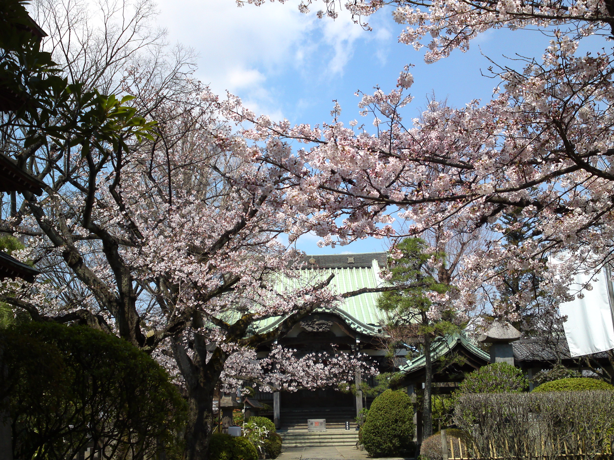 2017年春本覚山妙勝寺に咲く桜の花１３