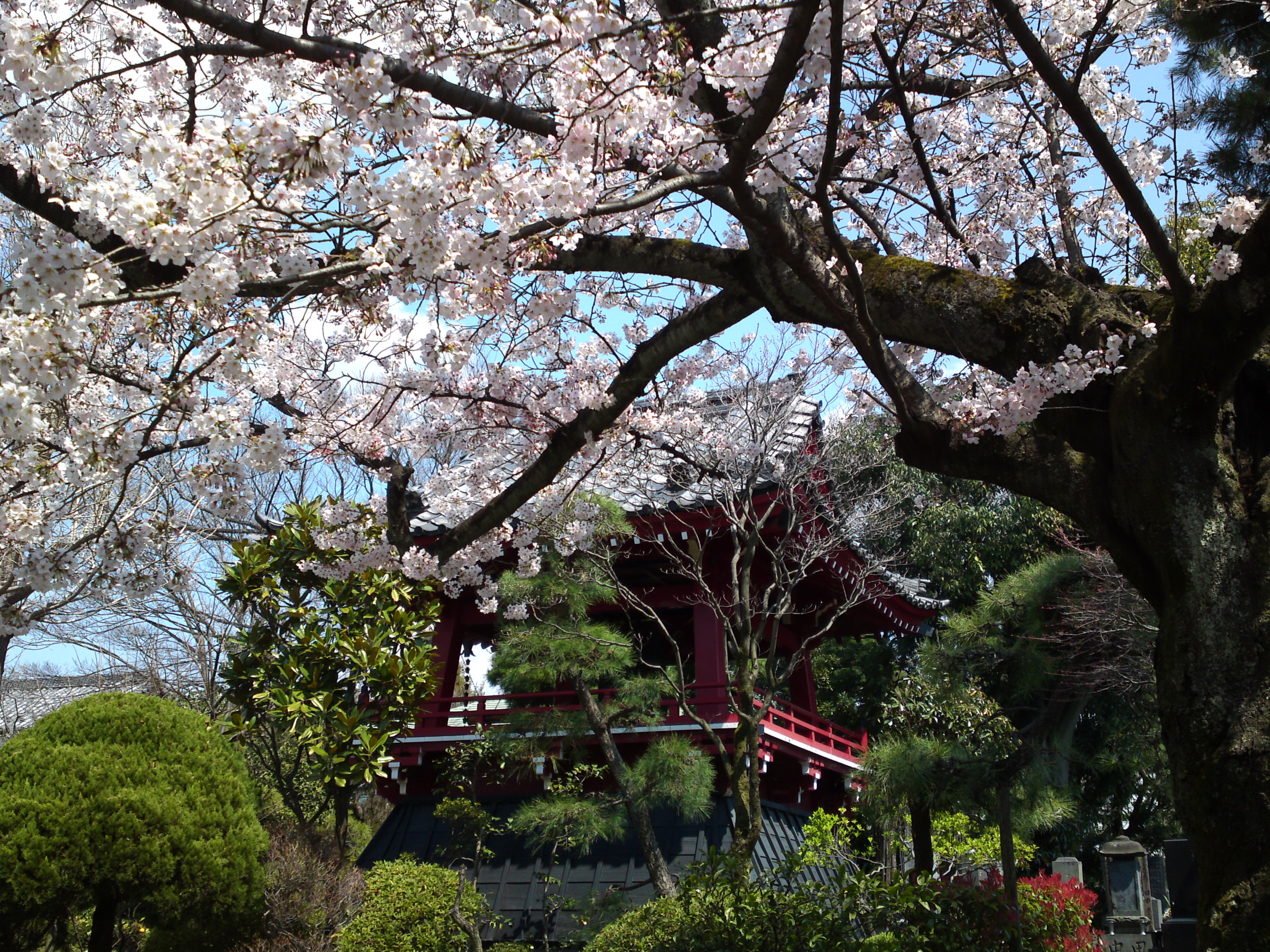 2017年春本覚山妙勝寺に咲く桜の花１６
