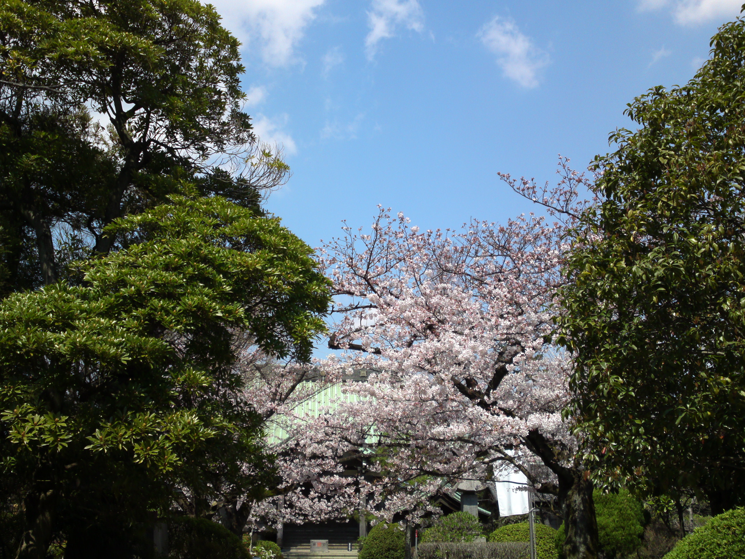 2017年春本覚山妙勝寺に咲く桜の花１９