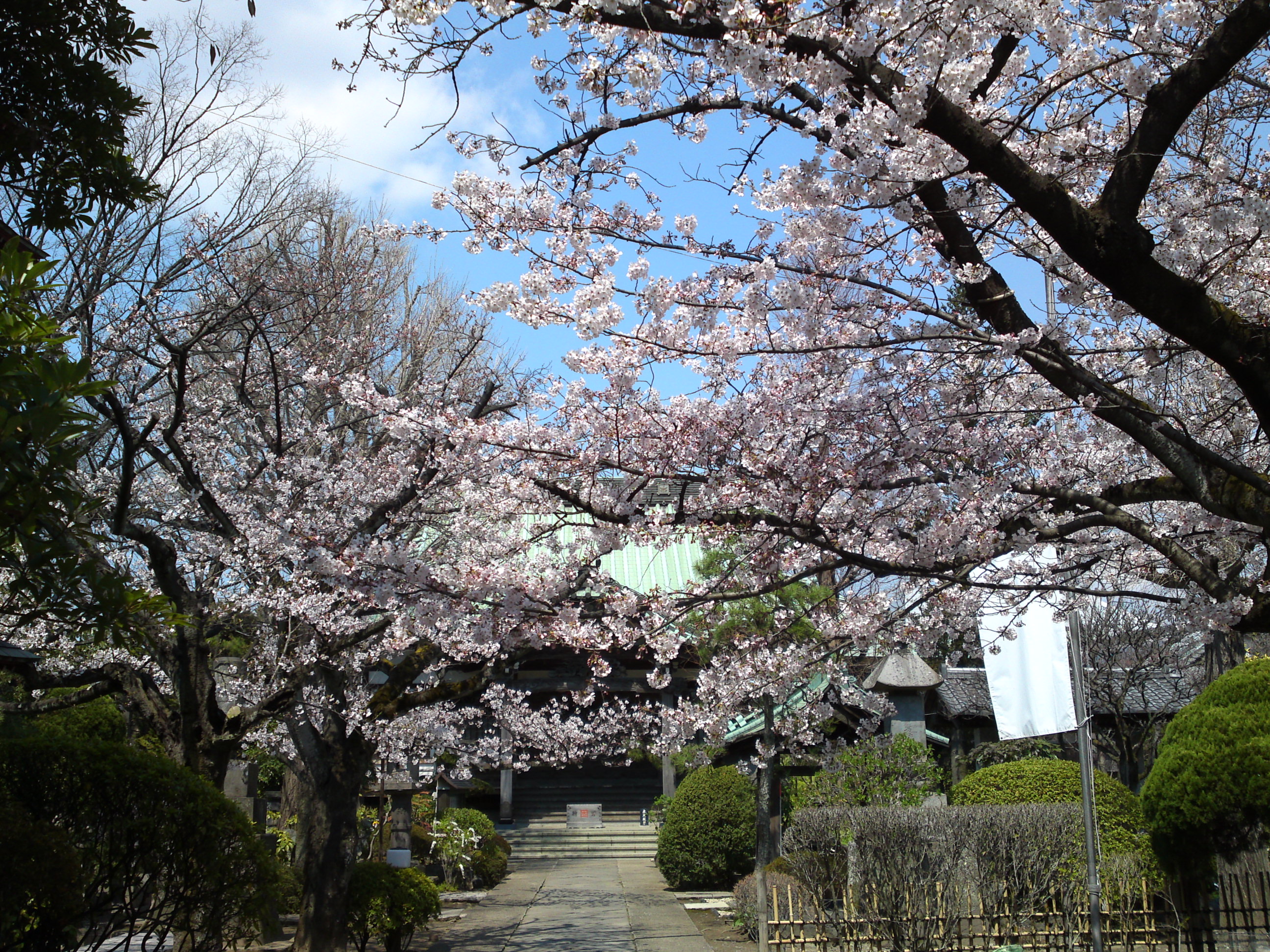 2017年春本覚山妙勝寺に咲く桜の花２２