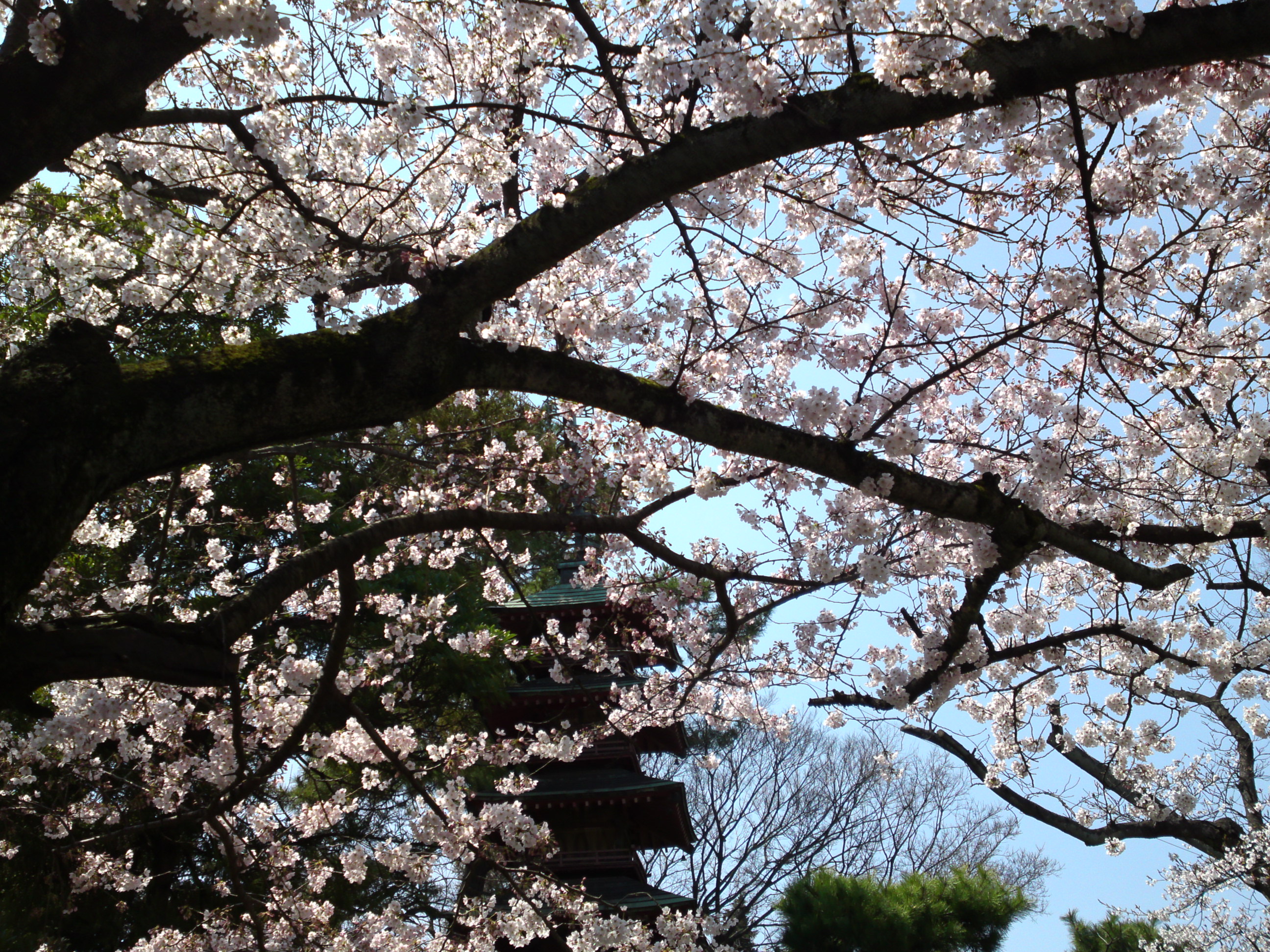 2017年春本覚山妙勝寺に咲く桜の花２３