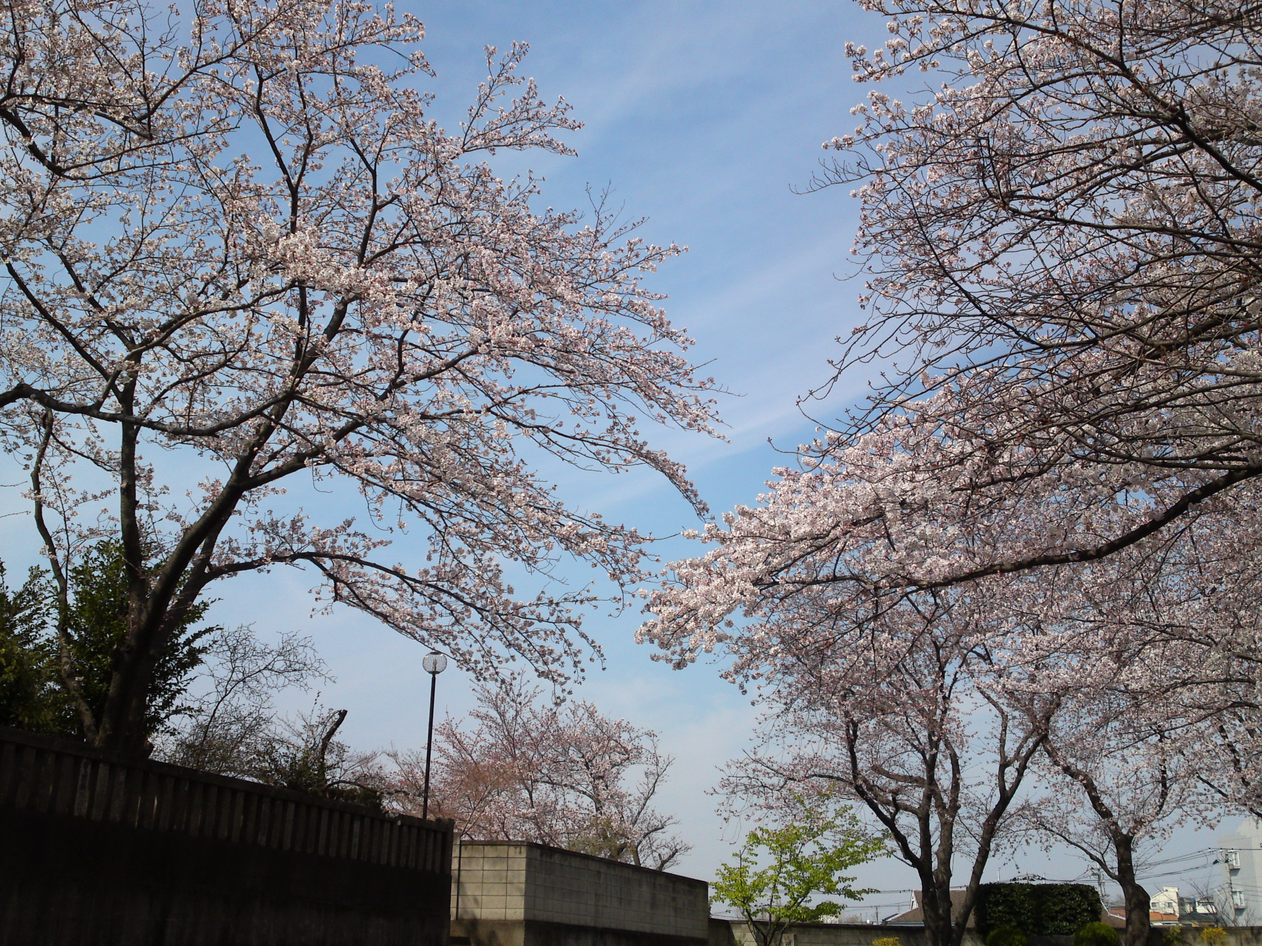 2017年龍経山妙正寺に咲く桜の花２