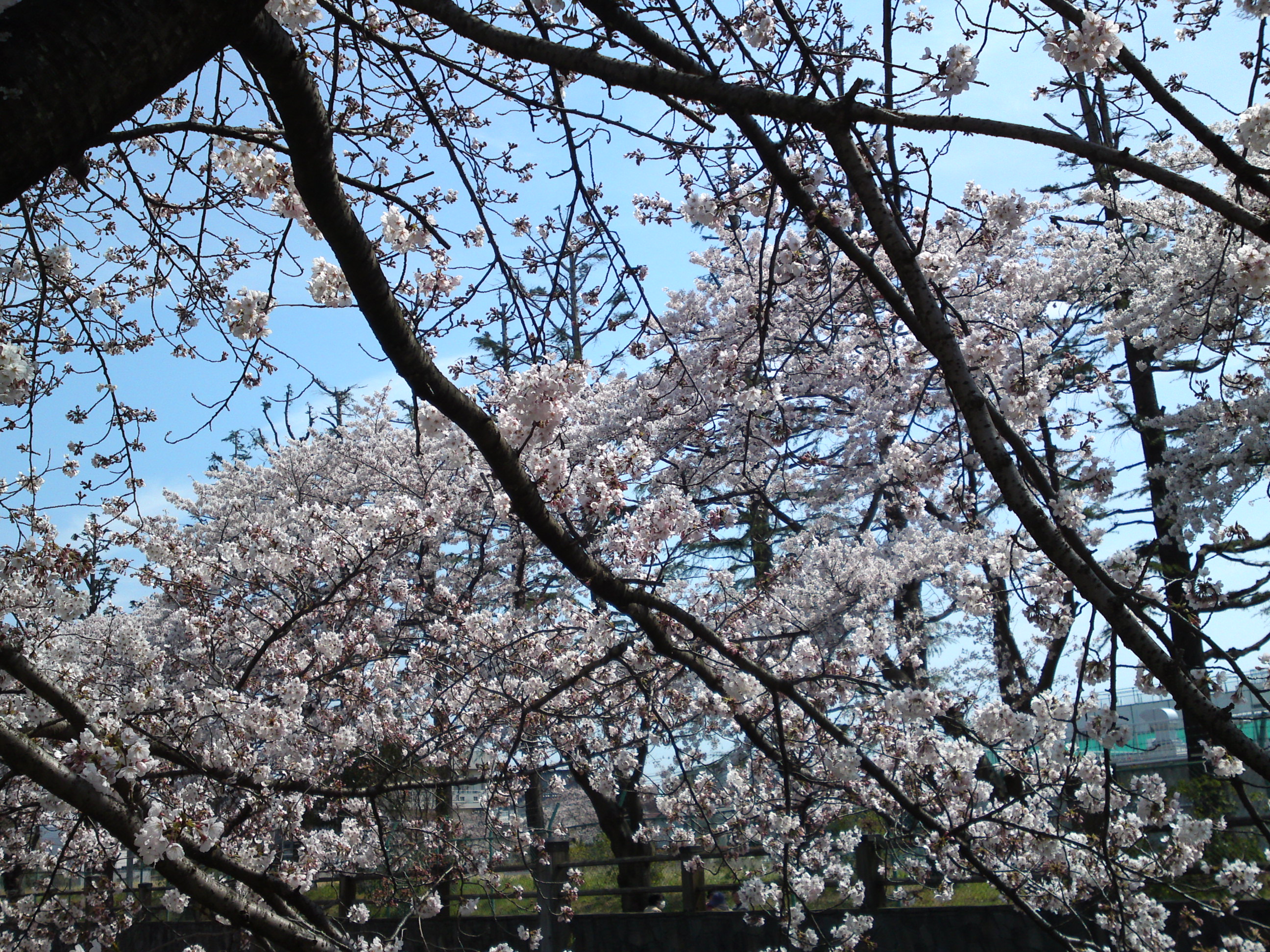2017年龍経山妙正寺に咲く桜の花６