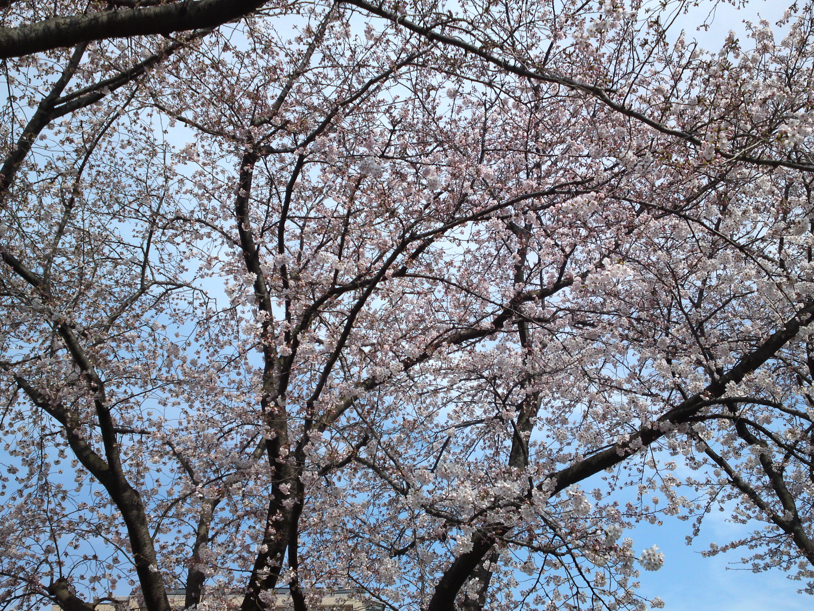 2017年龍経山妙正寺に咲く桜の花７
