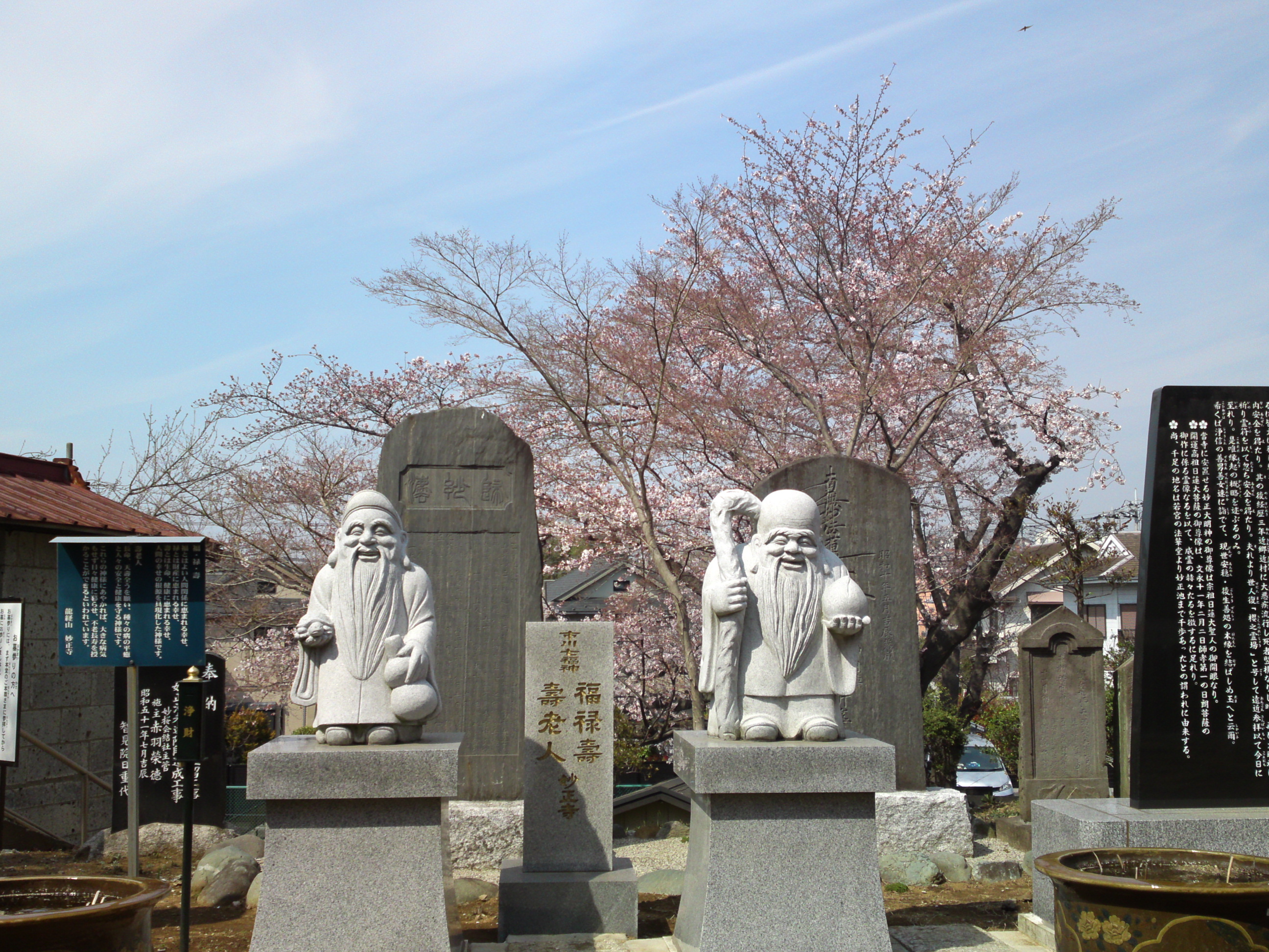 妙正寺の福禄寿と寿老人と桜