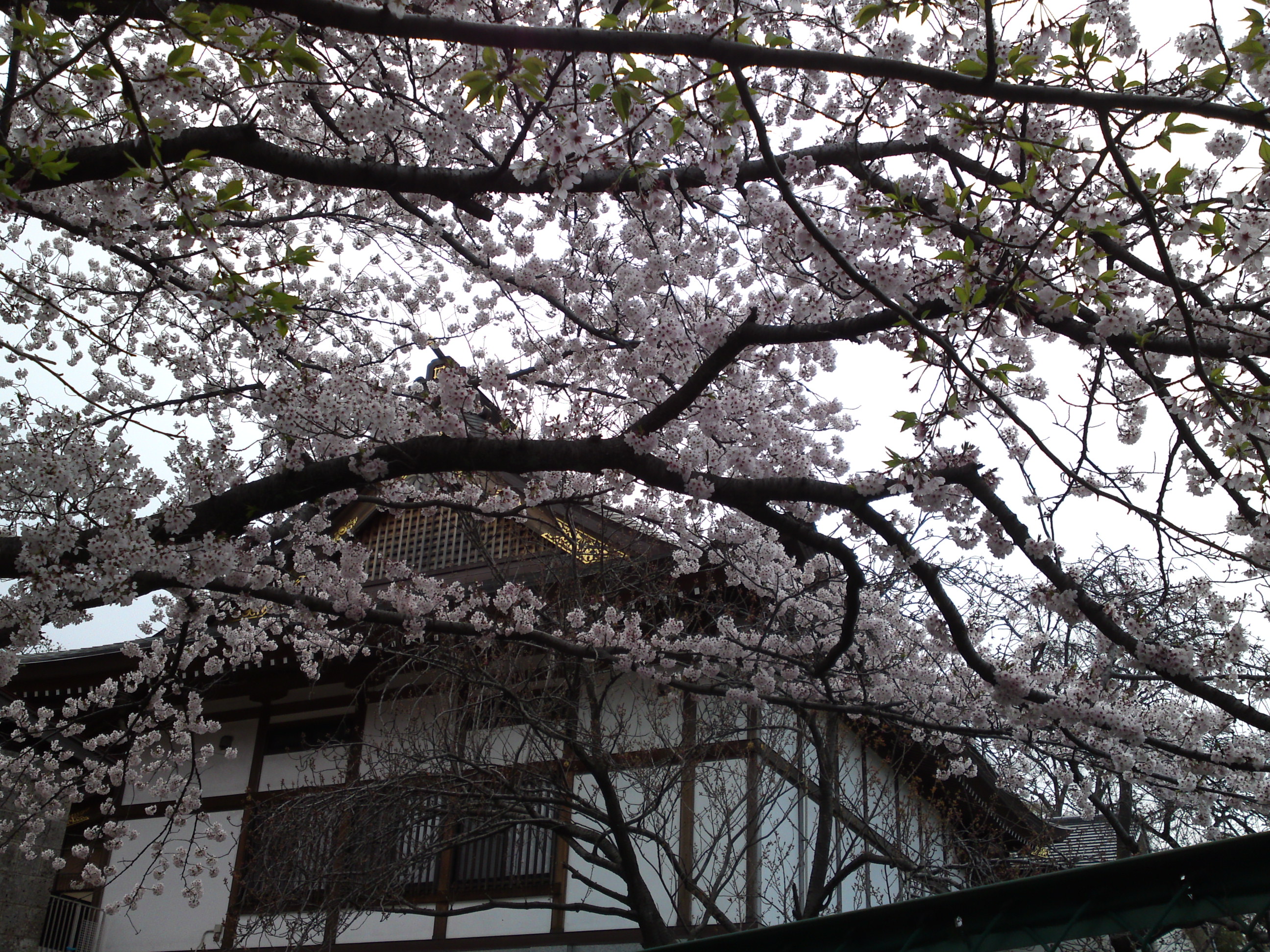 2017年龍経山妙正寺に咲く桜の花１０