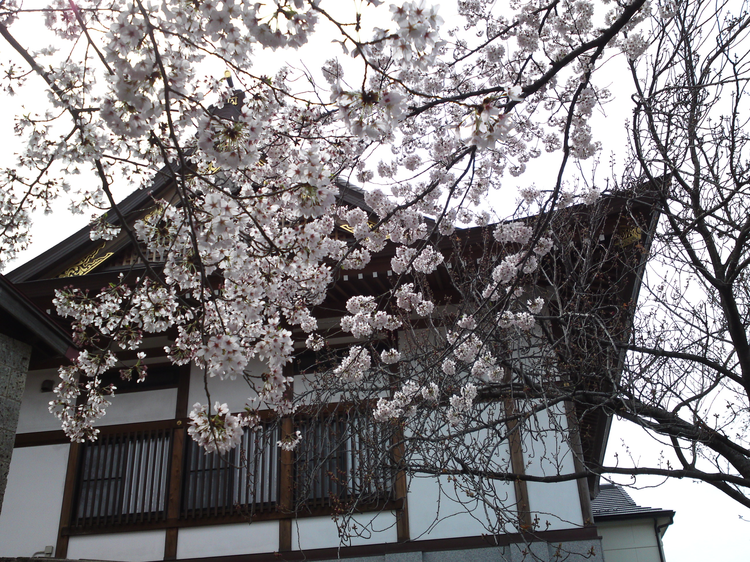 2017年龍経山妙正寺に咲く桜の花１1
