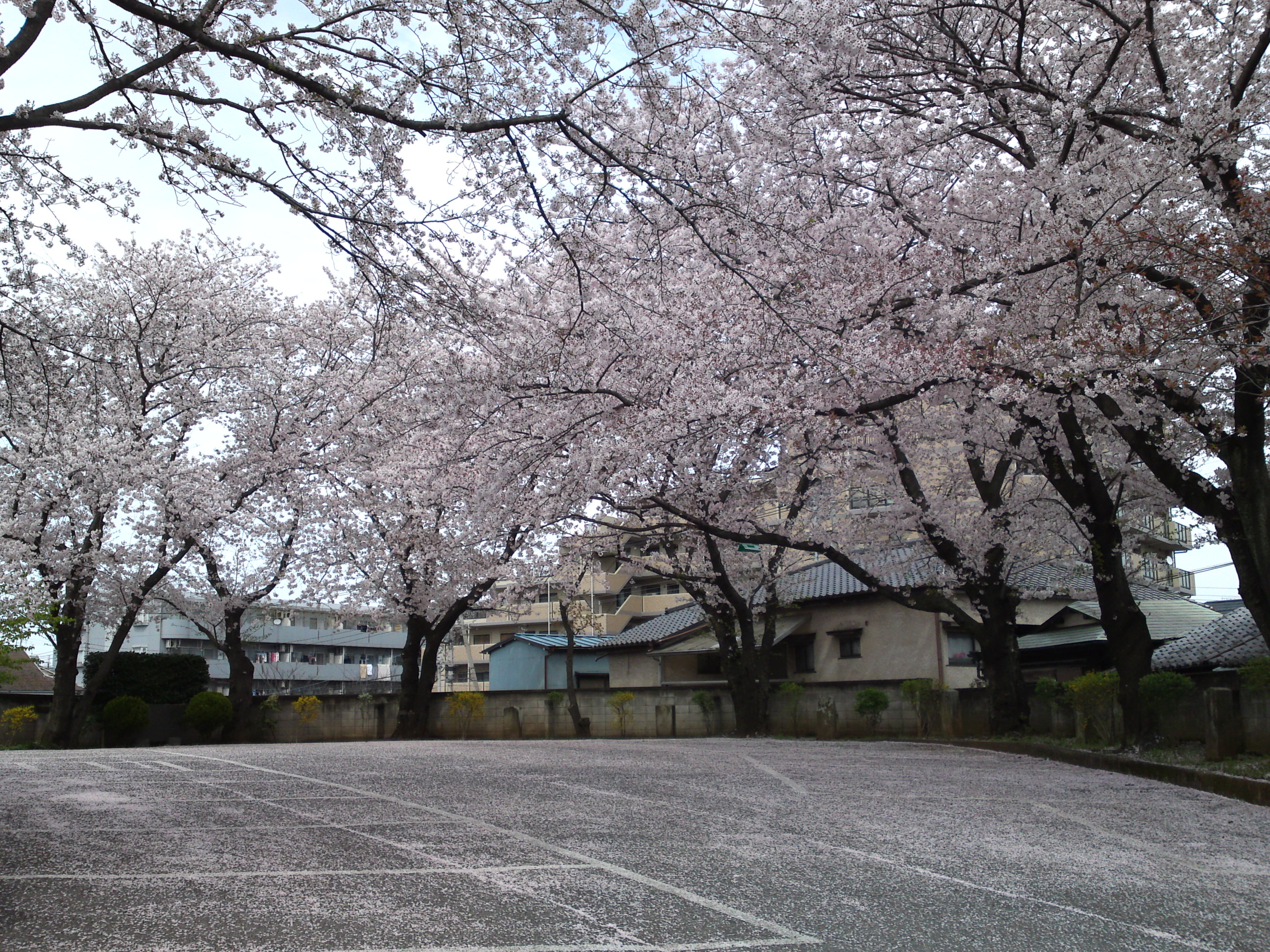 2017年龍経山妙正寺に咲く桜の花１３