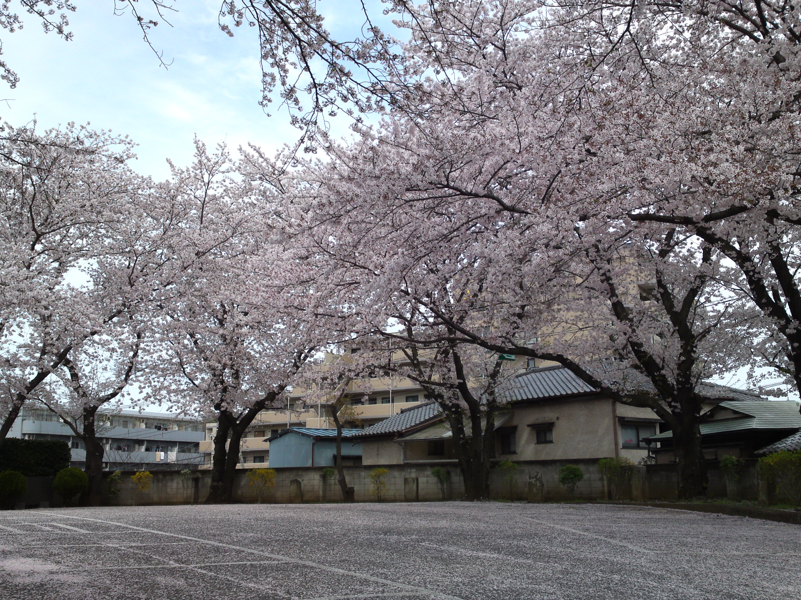 2017年龍経山妙正寺に咲く桜の花１４