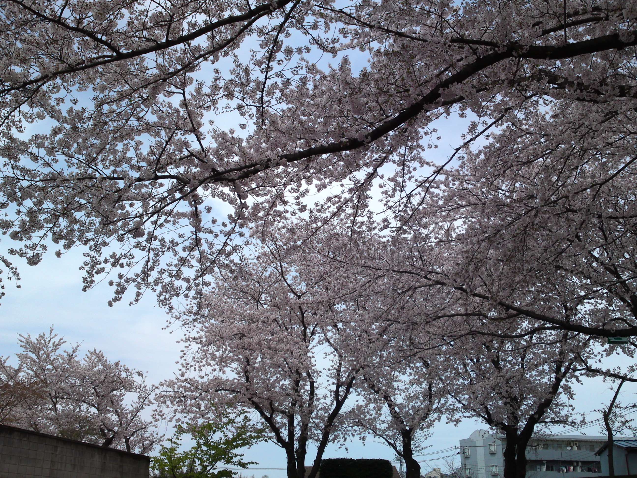 2017年龍経山妙正寺に咲く桜の花１５