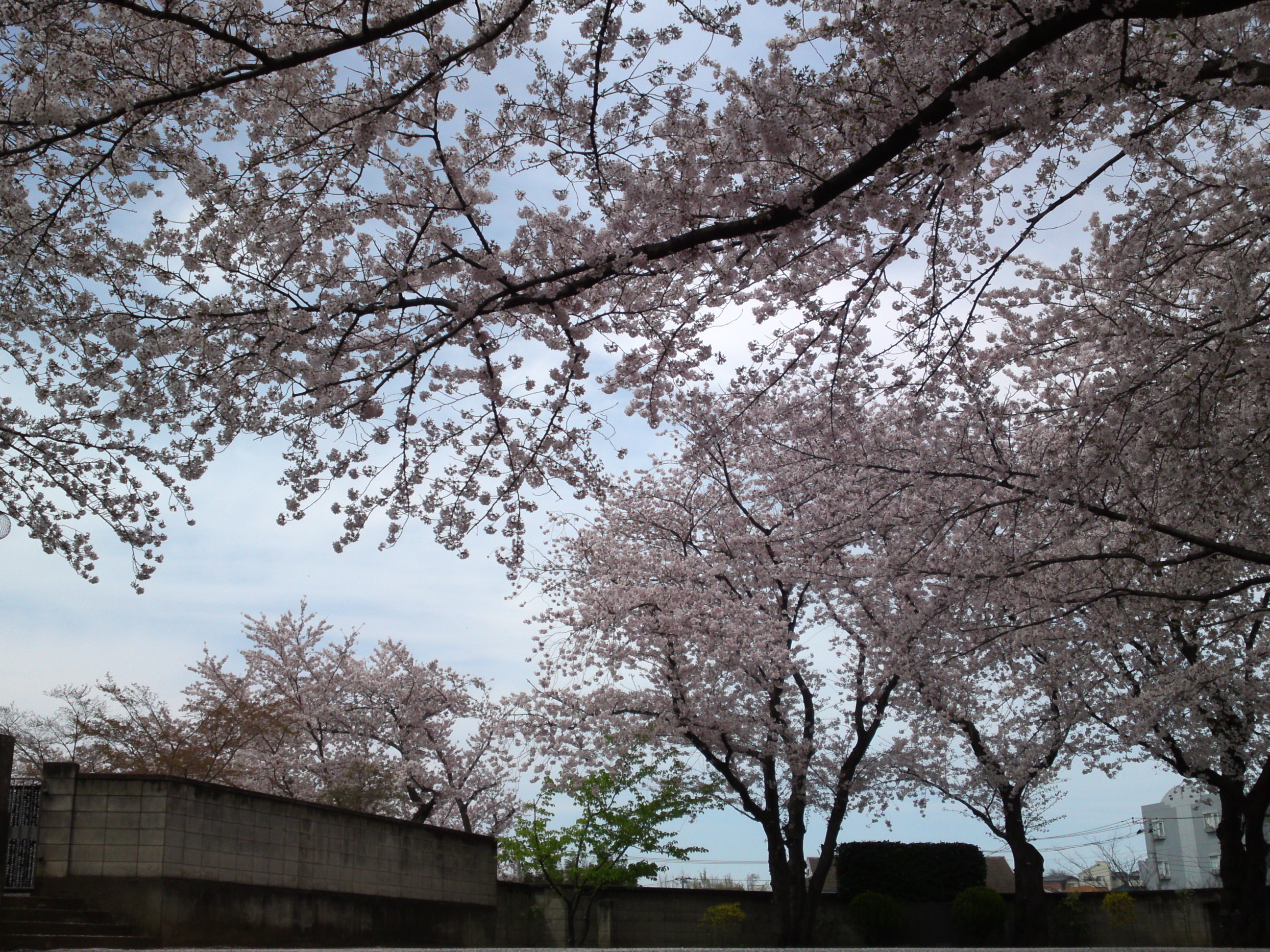 2017年龍経山妙正寺に咲く桜の花１６