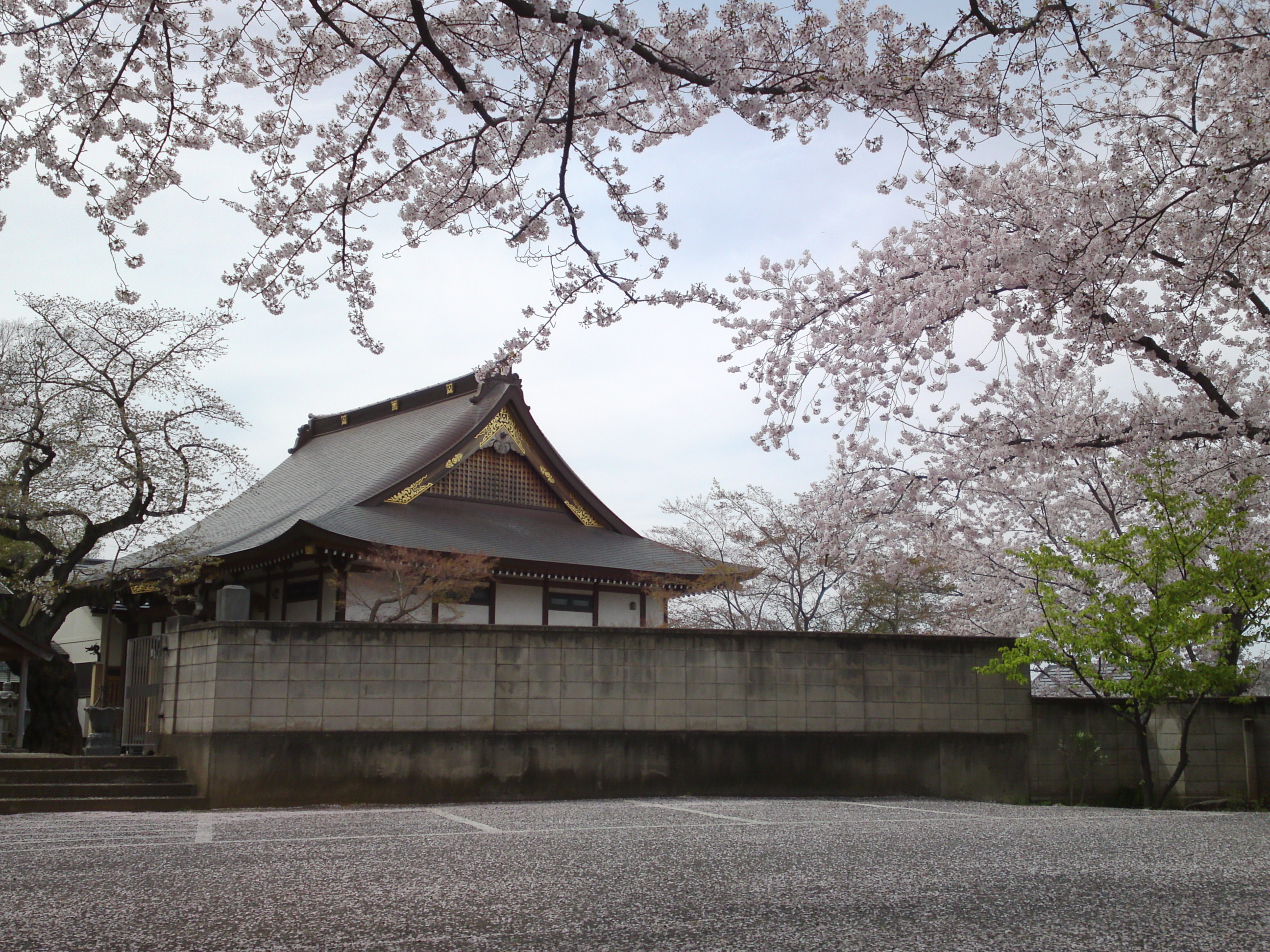 2017年龍経山妙正寺に咲く桜の花１７